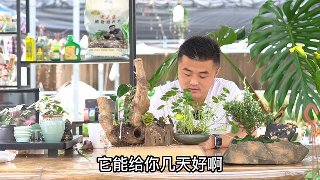 【每日问答】球兰就是不开花？扦插的绿萝怎么黄了？每日一答Q&A Today：Ball Orchid, Green Dill, Longevity Flower, Gardenia, Rose,