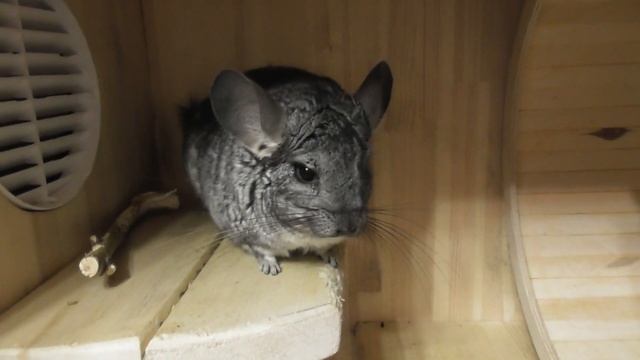 КУМЕКАЮ/ ШУША ПСИХУЕТ /СЕННИК ДЛЯ ШИНШИЛЛЫ