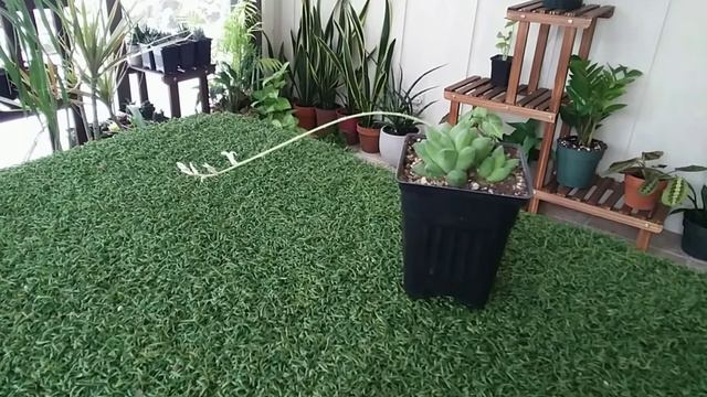 My Blooming Houseplants