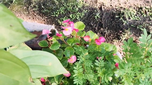 Noisy Visitor At My Green Patch