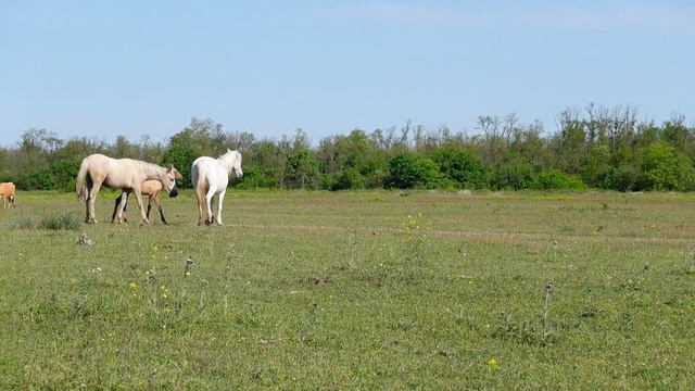 Природа, растения и Домашние животные
