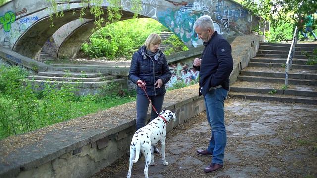 ДАЛМАТИН: Опис породи, характер та догляд!