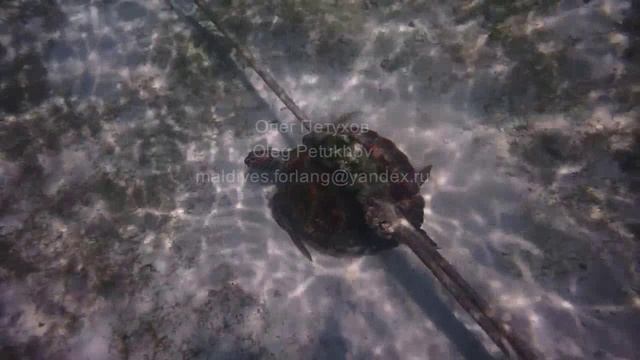 Мальдивы. Maldives. 马尔代夫。 118