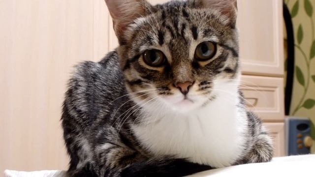 Познакомили котенка с новым питомцем  Смешные игры котят.