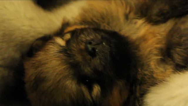 Щенки померанского щпица