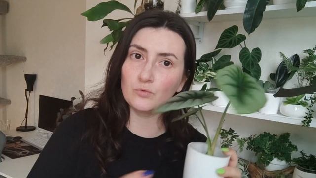 Моя коллекция Алоказий