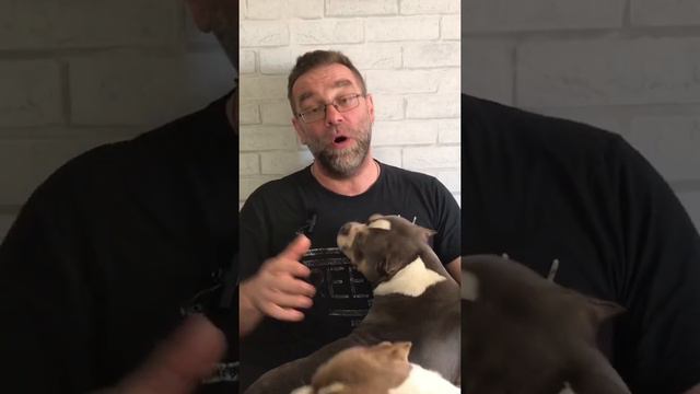 Опасна ли собака в доме? Анонс ролика.