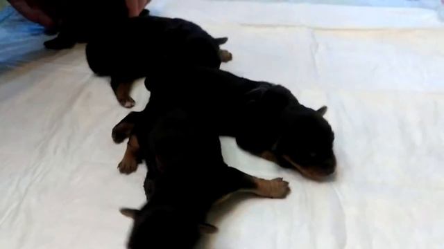 щенки йорка