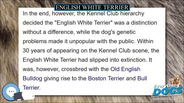 English White Terrier 🐶🐾 Everything Dog Breeds 🐾🐶