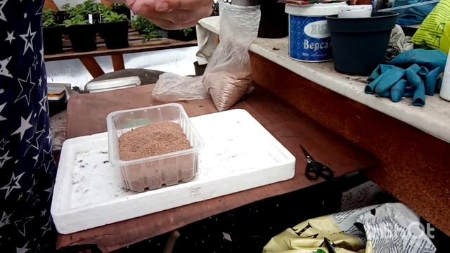 Посев огурцов в вермикулит