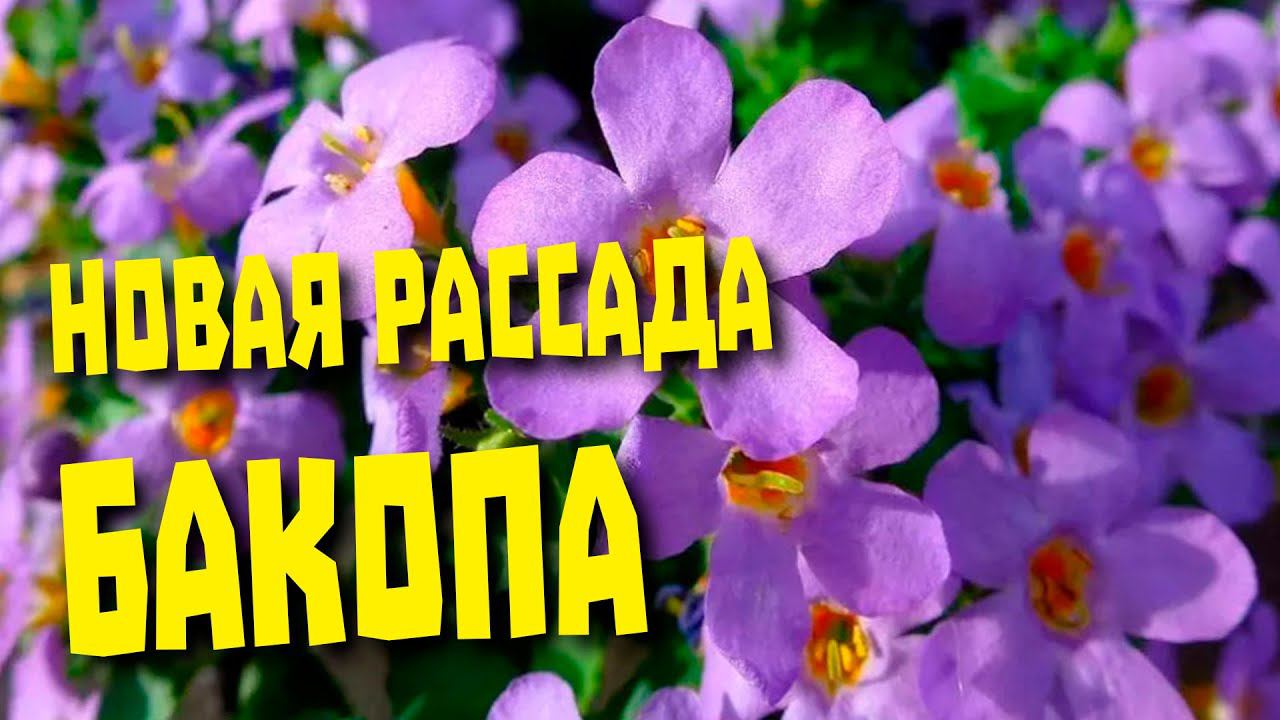 Бакопа. От посева семян до пикировки.
