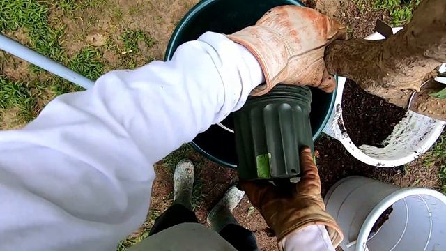 Double Potting Method For Brugmansia / Angel Trumpet