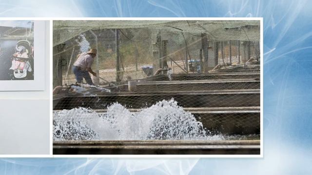 Север Израиля - Тель Дан, рыба, шоколад