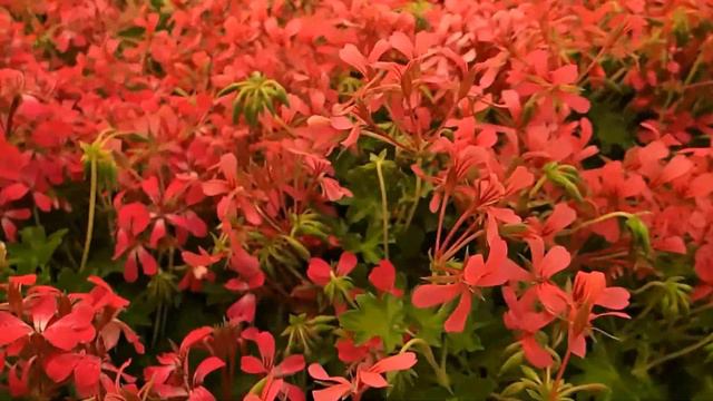 Pelargonium Peltatum