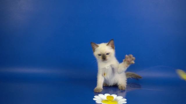 6800b5b6f3a83c59cce0f3316e99ad62