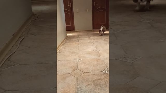 Щенки Кавалер Кинг Чарльз спаниель 🐶🐶🐶💓🐾