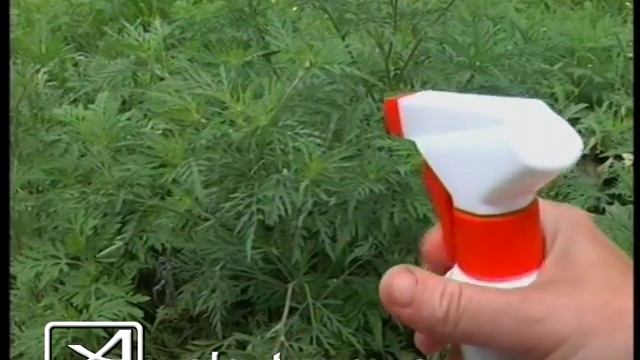 Борьба с амброзией