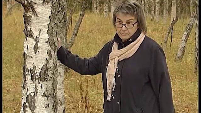 Карельская береза