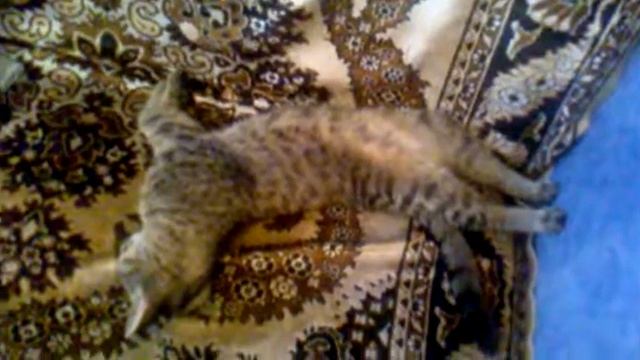 Сладкие сны