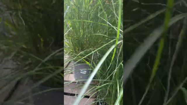 Miscanthus Grass  घाँस