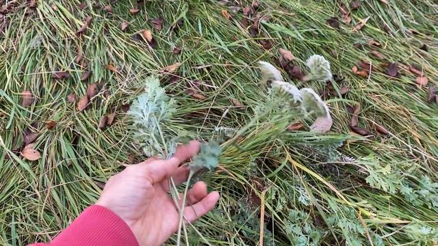 9 ноября 2022 г. Кокцидия, Глисты, Гельминты//Содержание кур на свободном выгуле