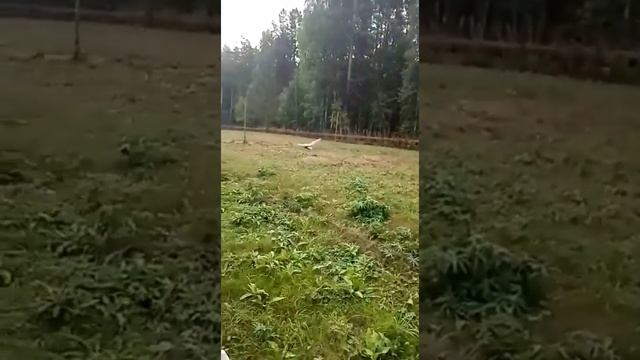 Сова прилетела к людям/Удивительное рядом.