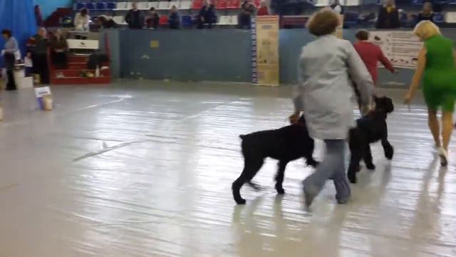 Моно Пермь ризеншнауцеры сравнение на ЛС.