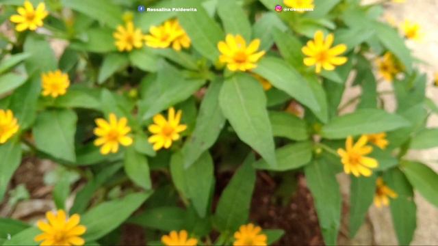 BUNGA UNTUK  TAMAN OUTDOOR (Melampodium Divaricatum Plant Care)