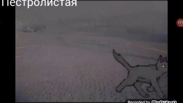 Коты-воители-Психушка