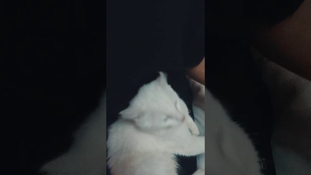 маленький попрошайка. самый милый котик.