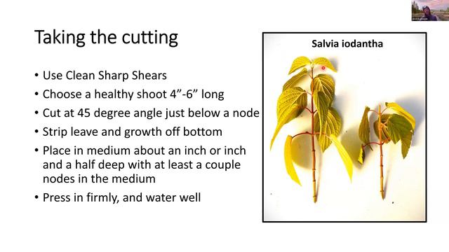 Plant Propagation From Cuttings Division And Seed 2023.11.01