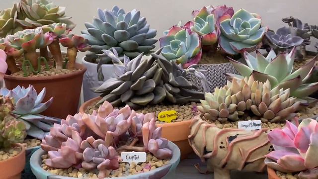 New Haul Alert!! Plus A Surprise Gift From Kent Morris Hernandez!!