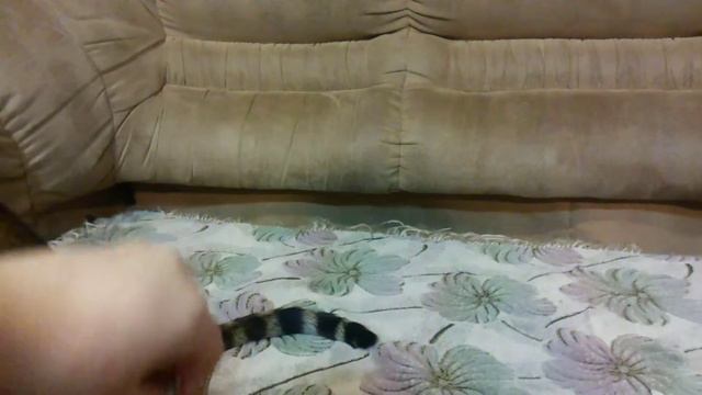Бенгальская кошка Зафира