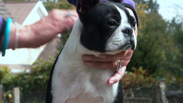 AKC – Boston Terrier