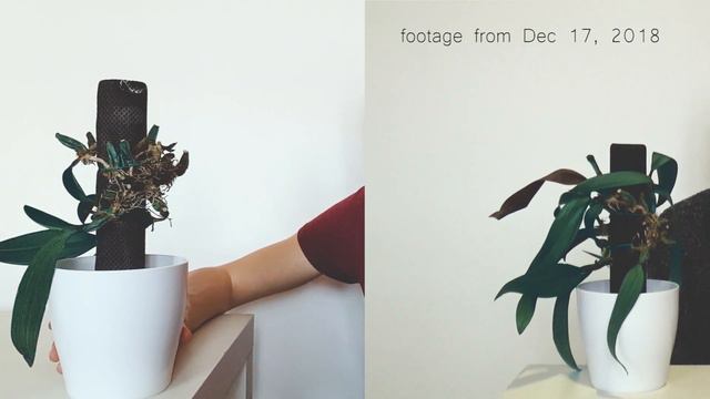 Self Watering Mount ● 3 Month Update