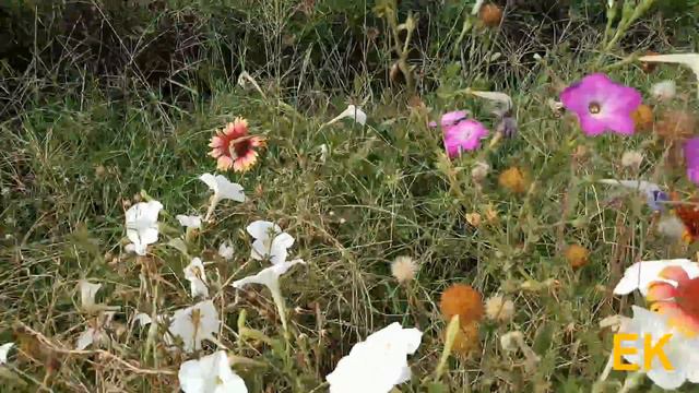 Petunia Beautiful Flower Blooming In Garden Winter Season Flower | Purple | Violet | White | Red