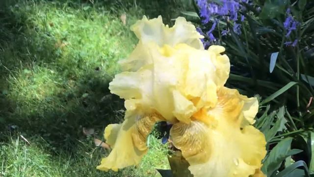 Iris Flower