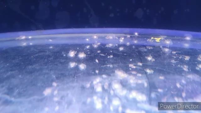 Нерест Скалярии и как инкубировать икру, получить малька.