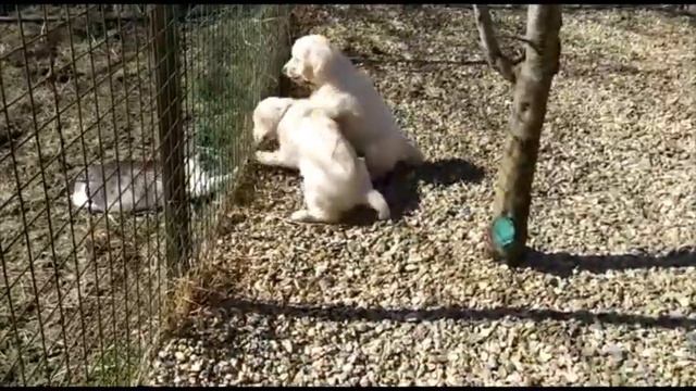 17a7ba6fafc90ba86ff4be3e6403aa60