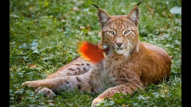 Пони сериал   Влюблённые Вампиры сезон 1 серия1