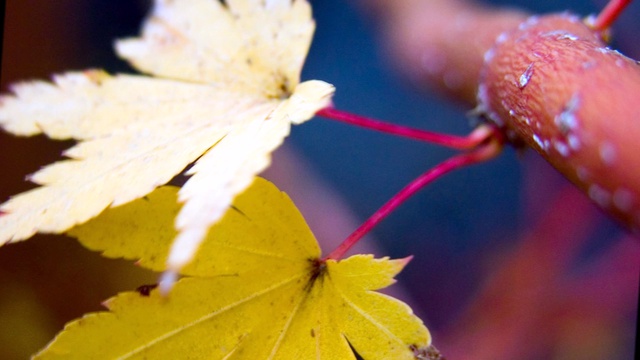 Осенние грёзы