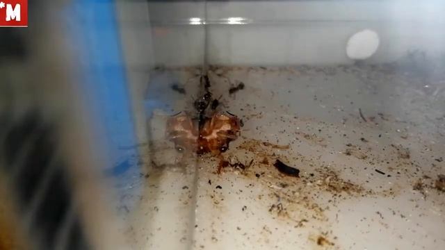 Af2bab690d859f3975cf4594777c8068