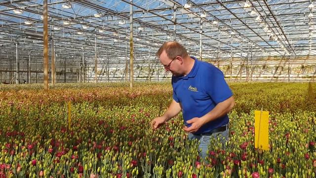 Floralis Lisianthus - A Heart-warming Family Business