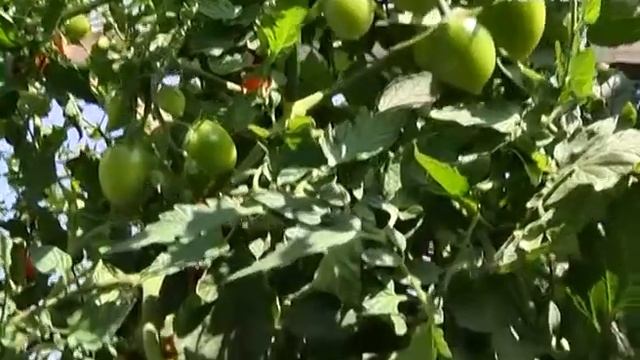 Пробуем самые вкусные гибриды томатов. Удачные заметки