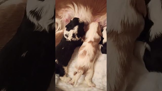 54edd11bfae33074ebb1f78c503943a6