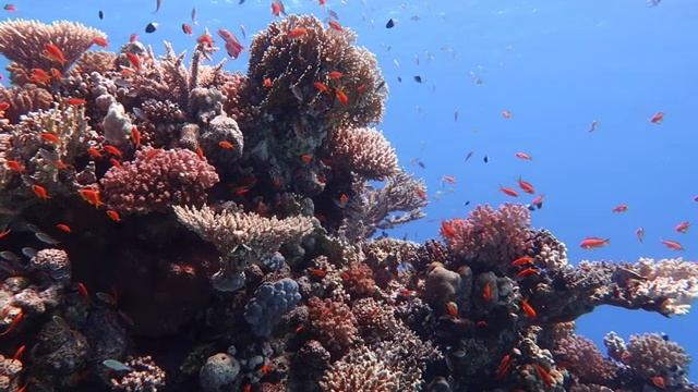 Дайвинг в Хургаде Diving In Hurghada