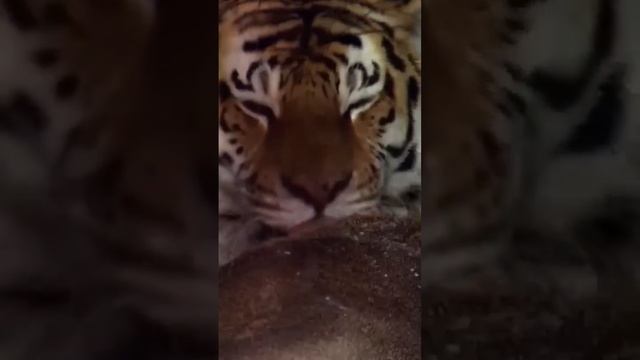 Амурский тигр#)