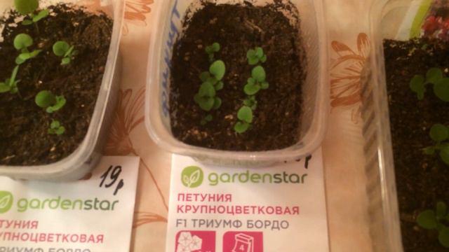 Обзор семян петуний 2020, результат посадки через три недели.