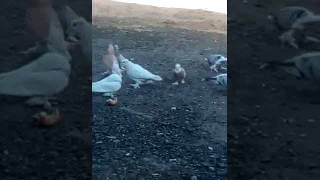 Бойние голуби ленинаканские