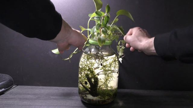 Peperomia Urvilleana Aquarium Gardening